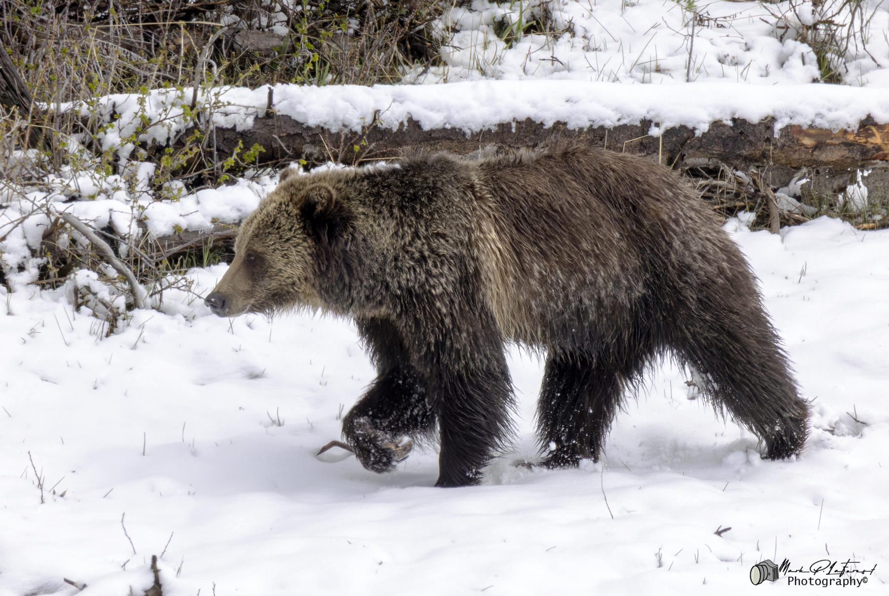 Grizzly Jam in Pelican Valley, Yellowstone National Park